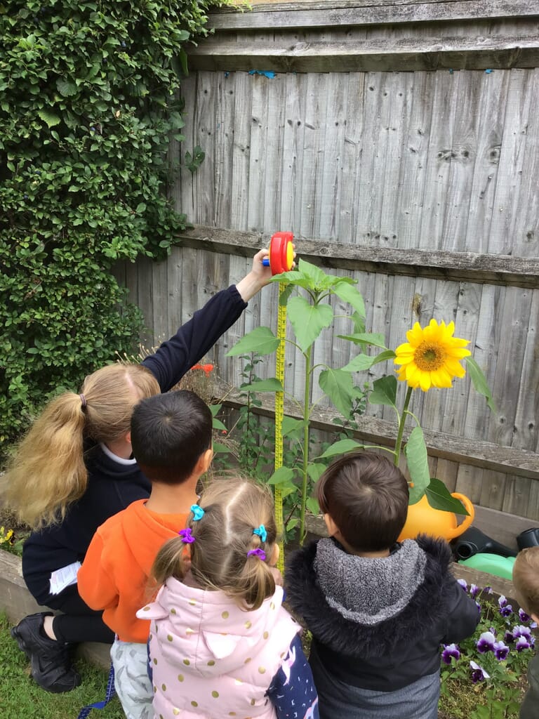 Staff helping nursery children measure sunflower