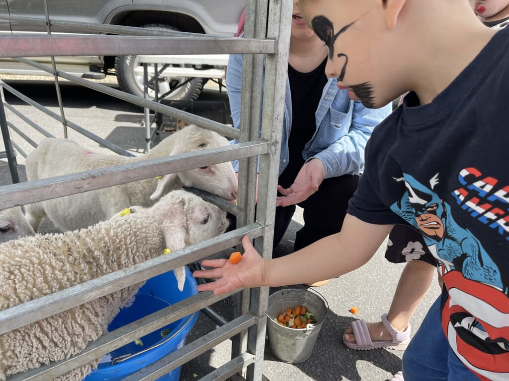 Nursery children feeding sheep