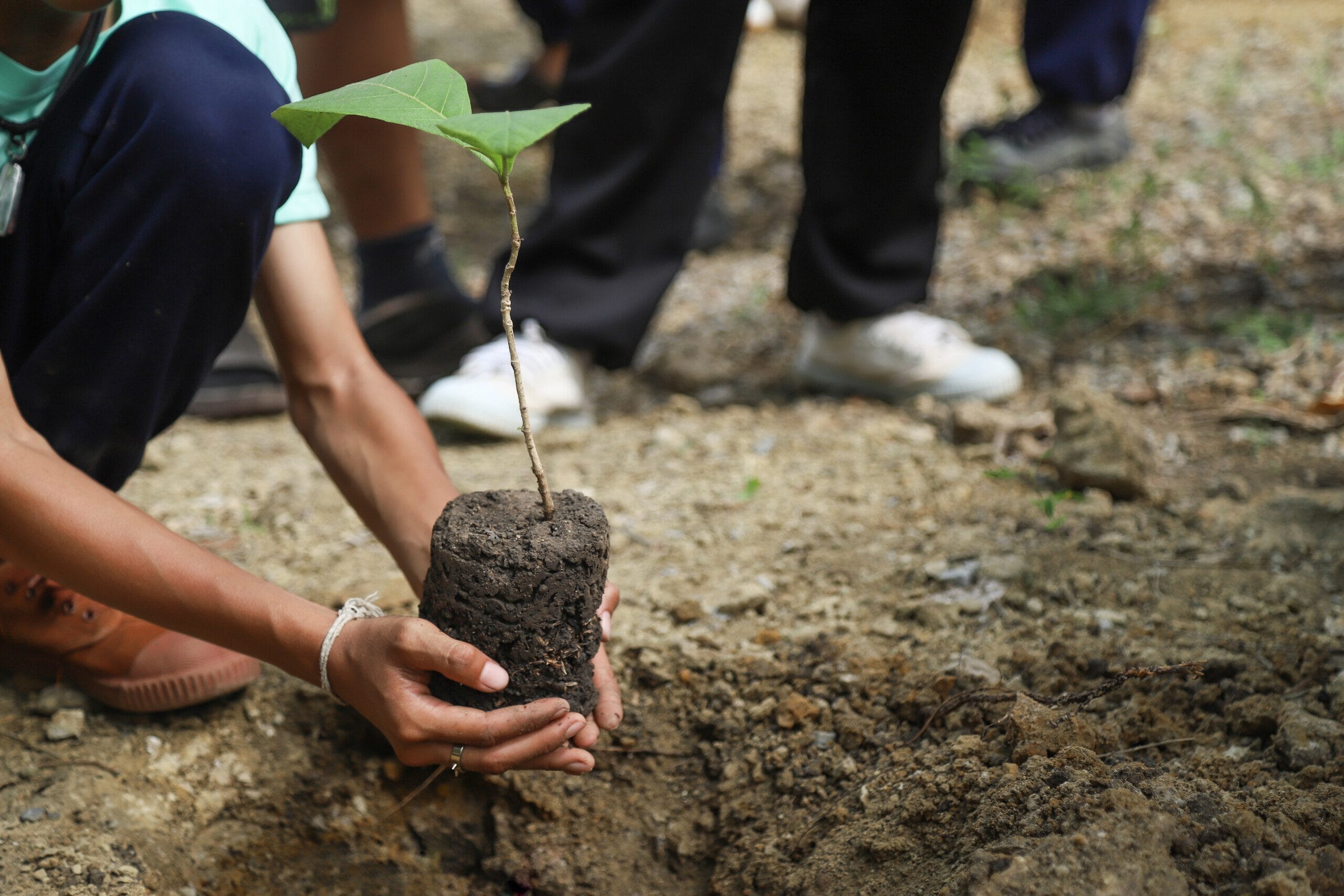 Planting trees volunteering