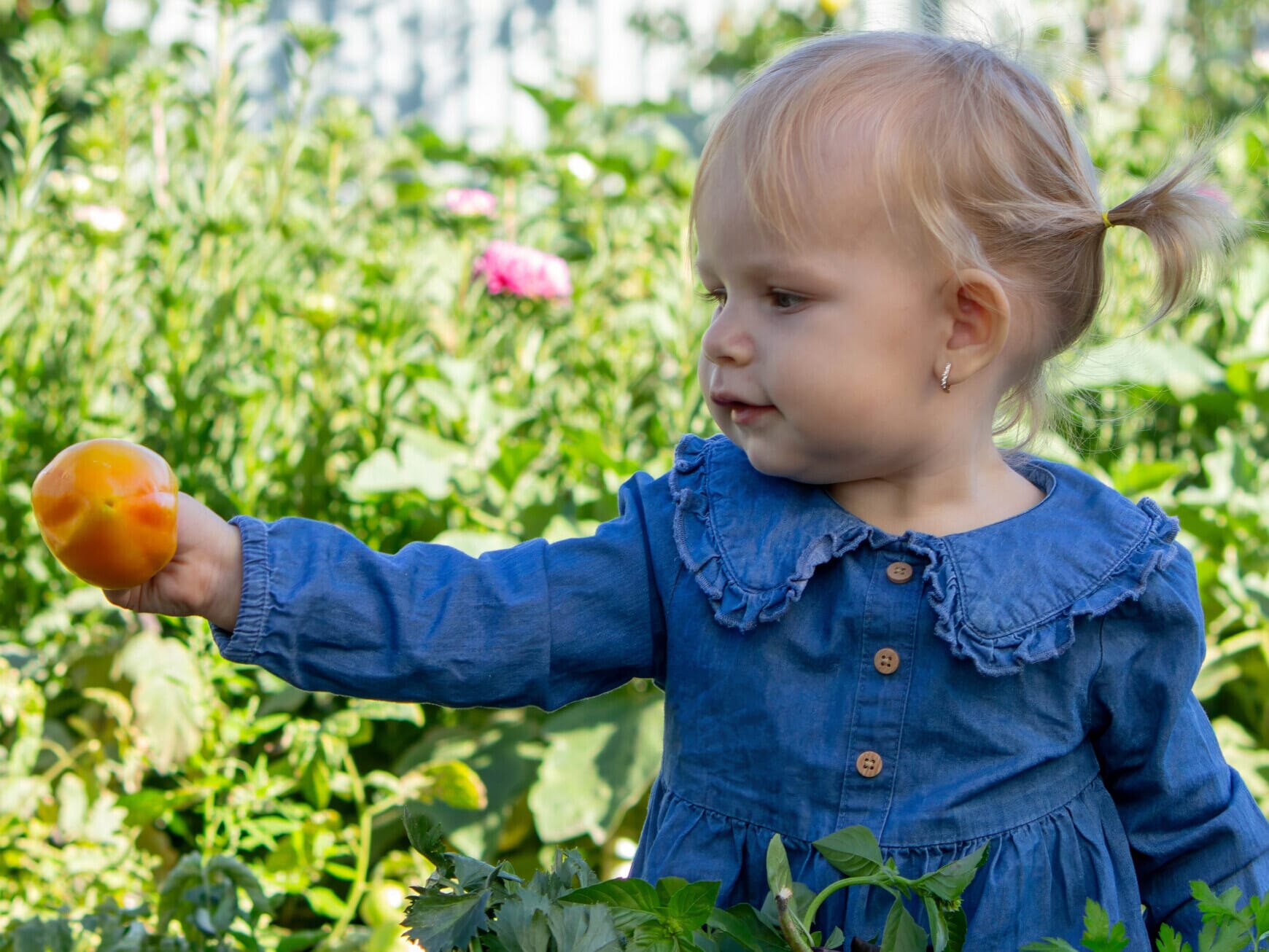 Little Girl Harvesting Fresh Vegetables in the Garden